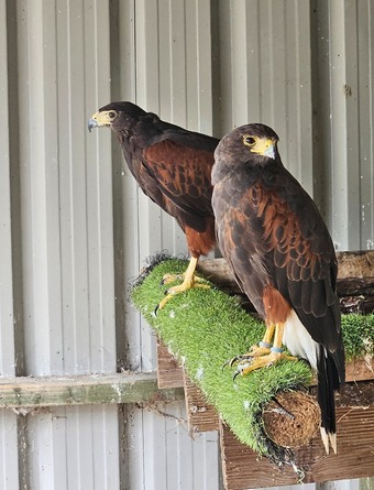 Breeding pair of Harris Hawks