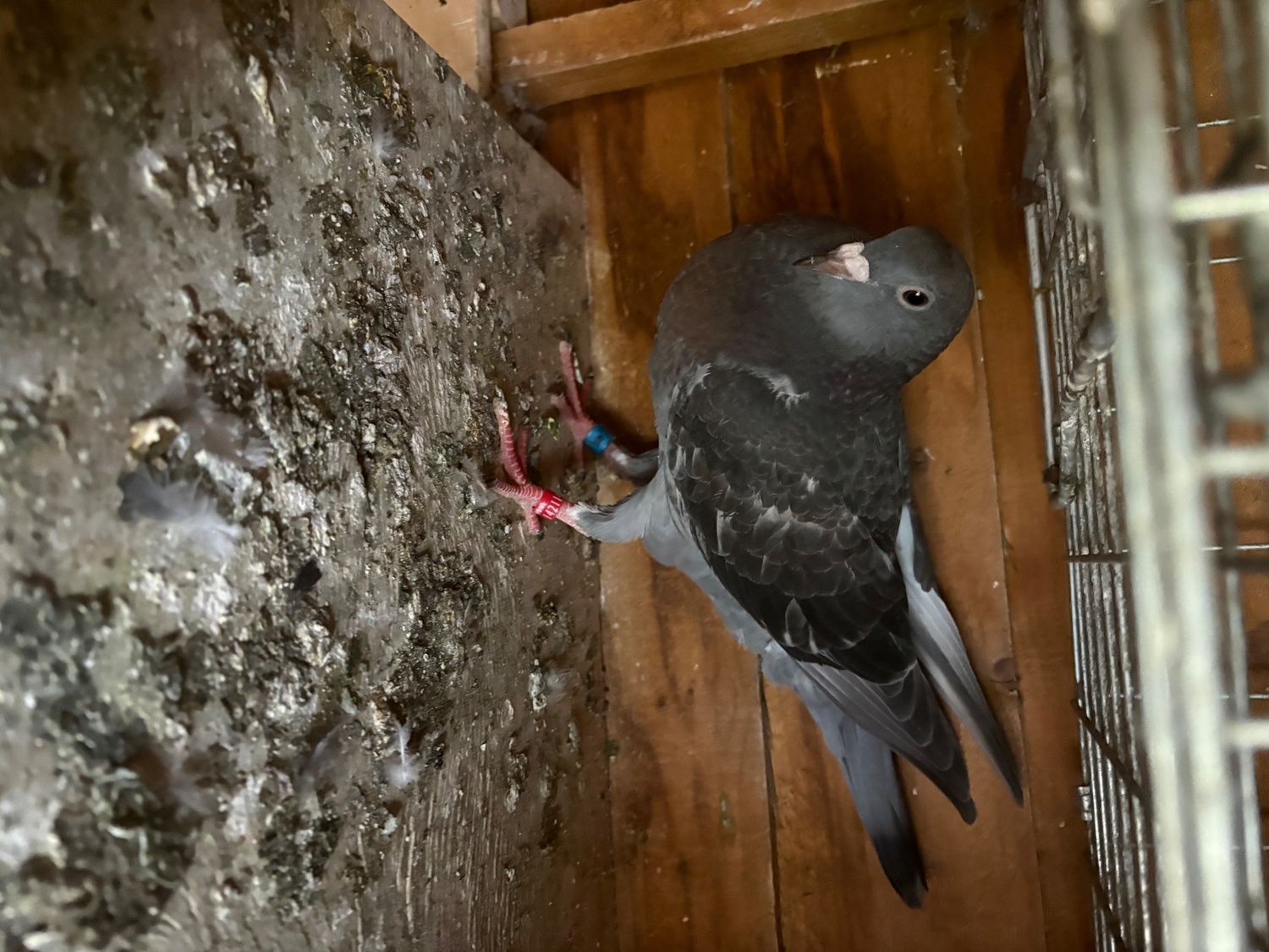 Pigeons