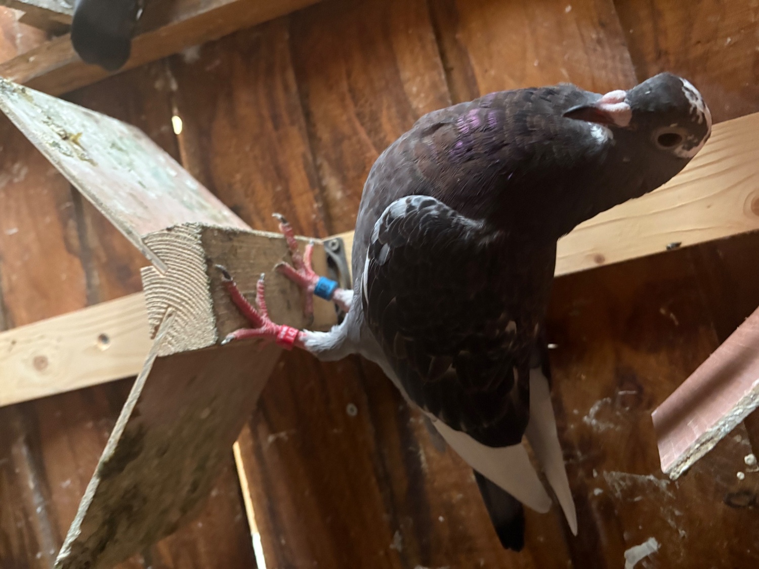 Pigeons - {TYPE}
