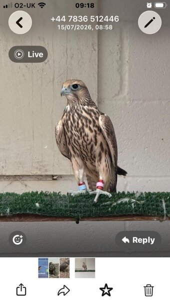 2026 Male Parent Reared Saker 