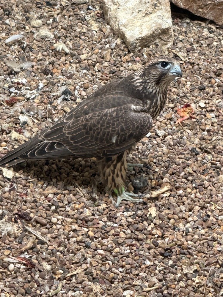 Falcons