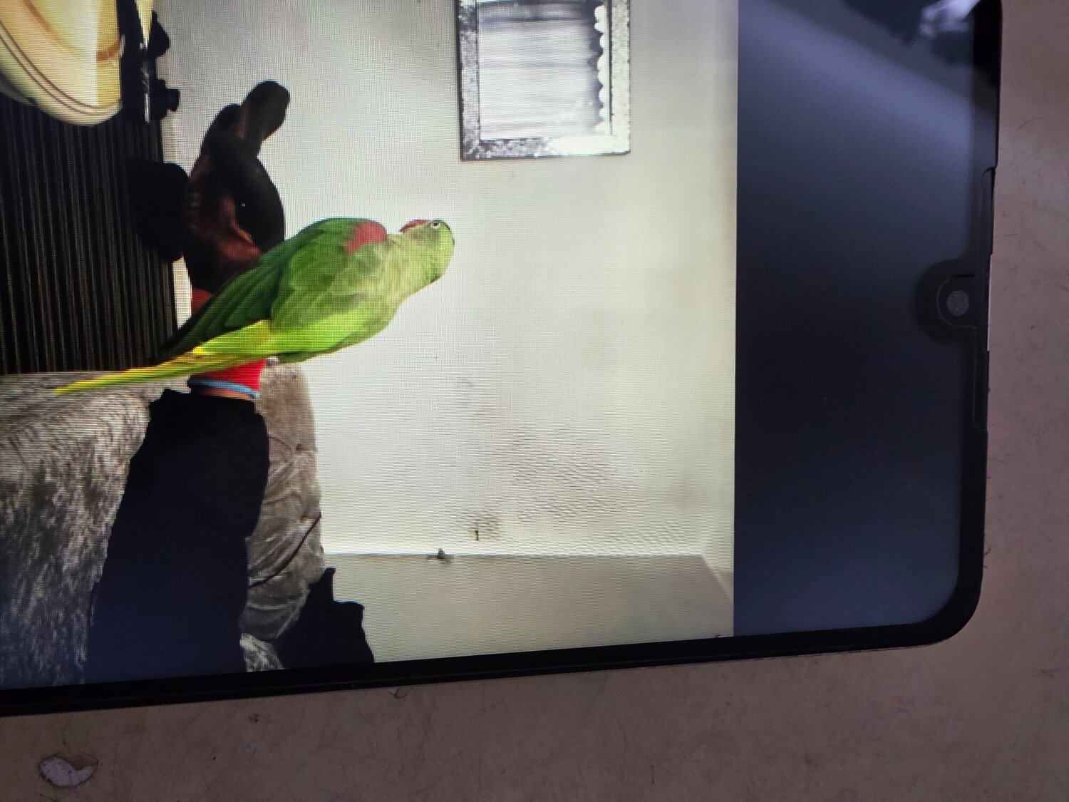 Other Parrots