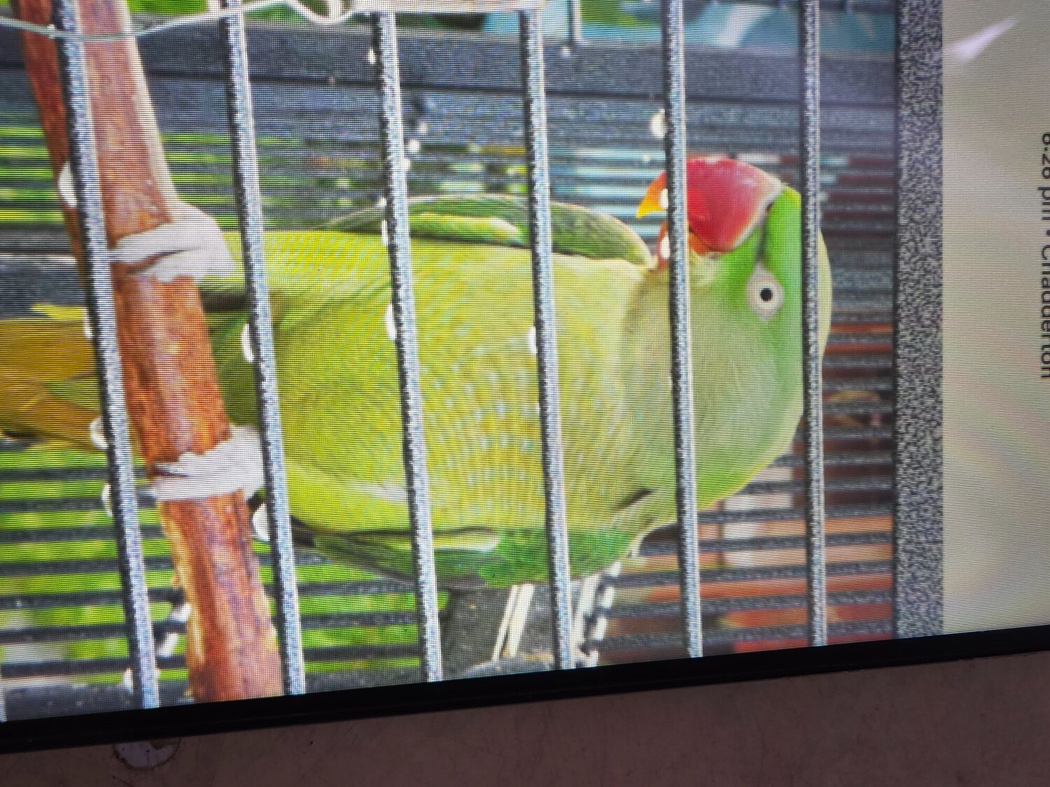 Other Parrots - {TYPE}