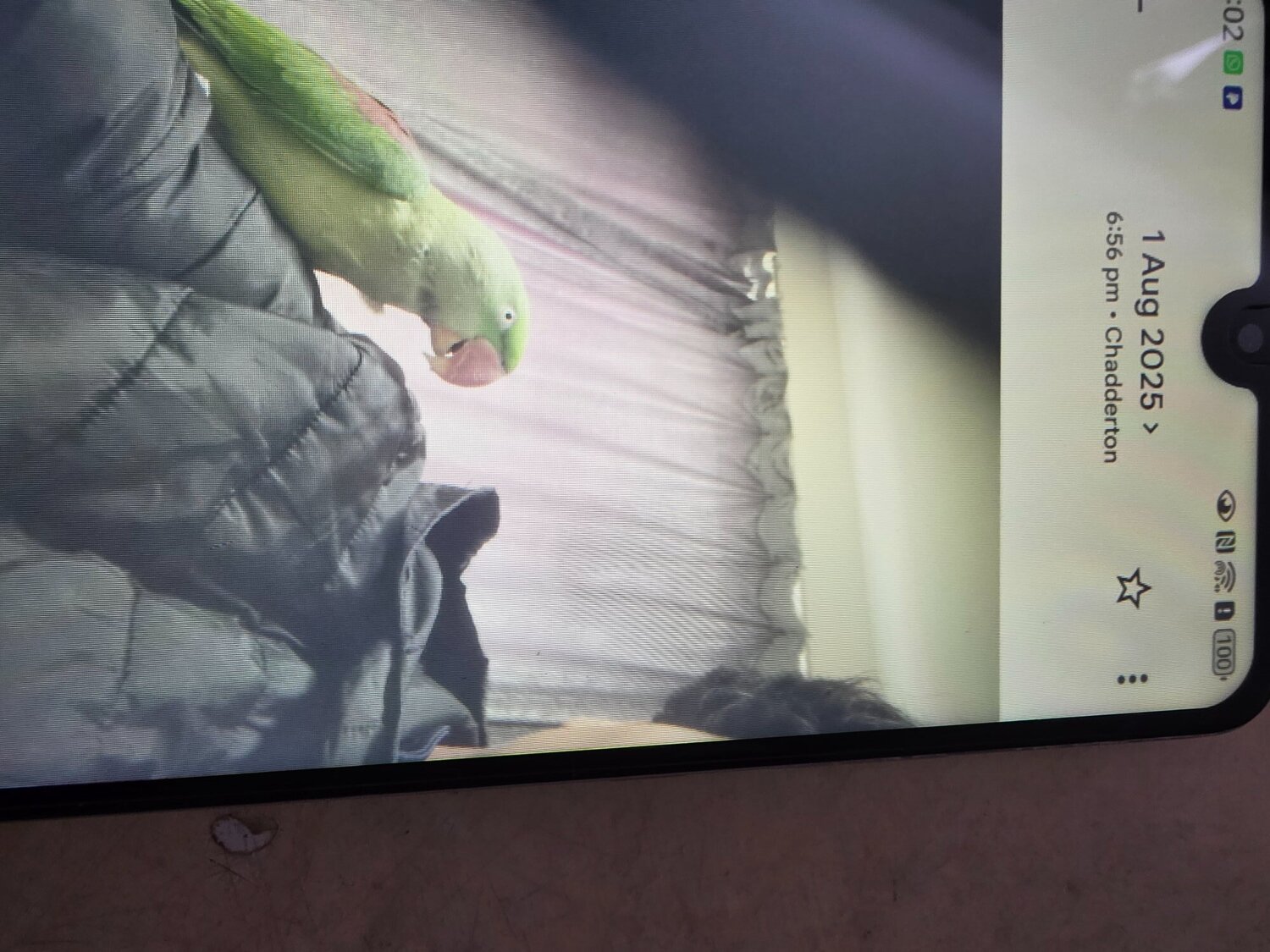 Other Parrots - Female Alexander's parrot 