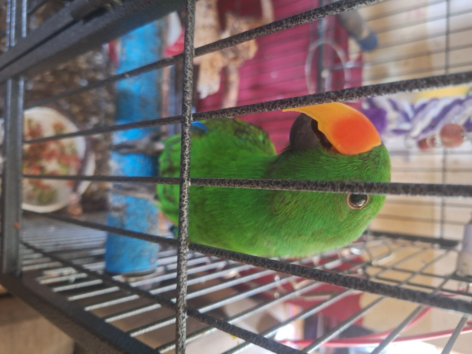 Solomon island male Eclectus parrot he talks ,close rung, and hand tamed. in {LOCATION}