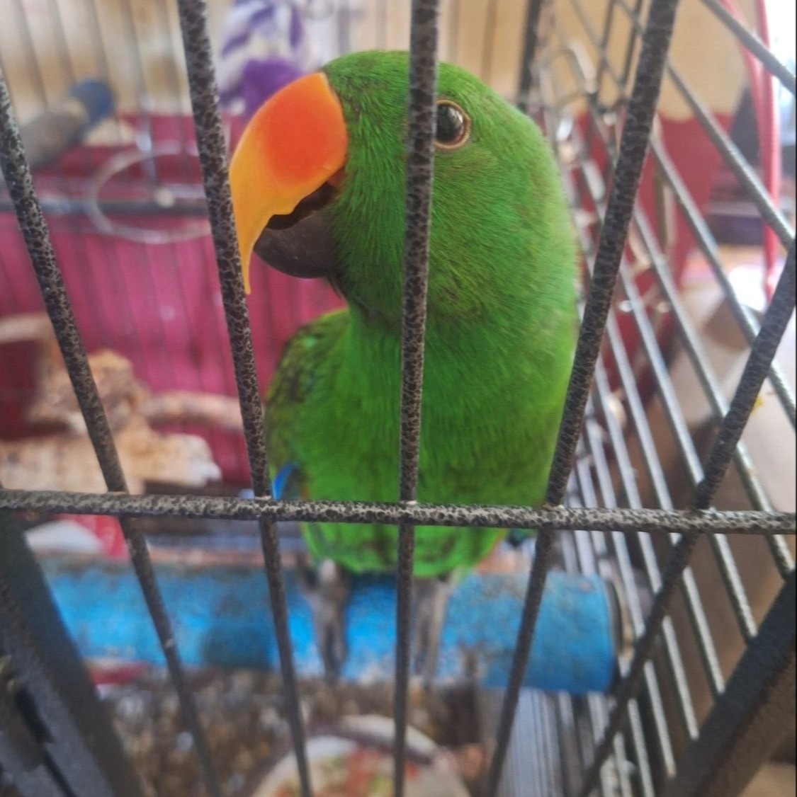 Solomon island male Eclectus parrot. Tame and Talking in {LOCATION}