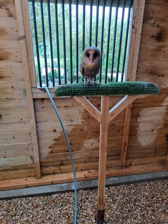 Male Black Barn owl