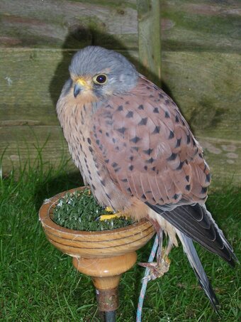 Male Kestrel for sale