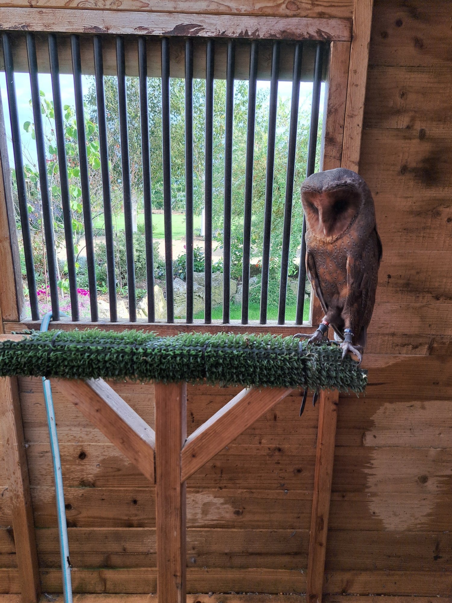 Owls