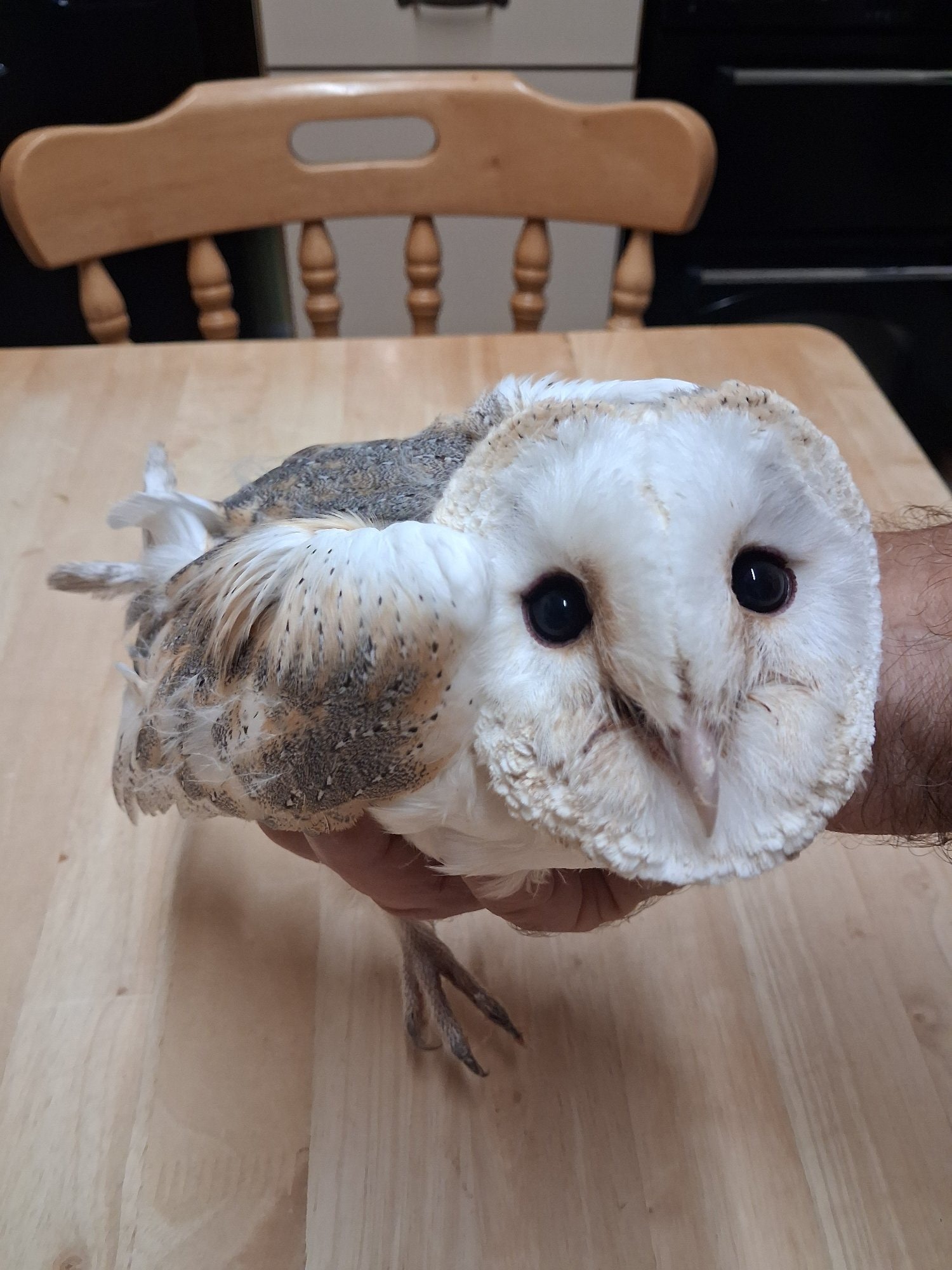  BARN OWL CHICK in {LOCATION}