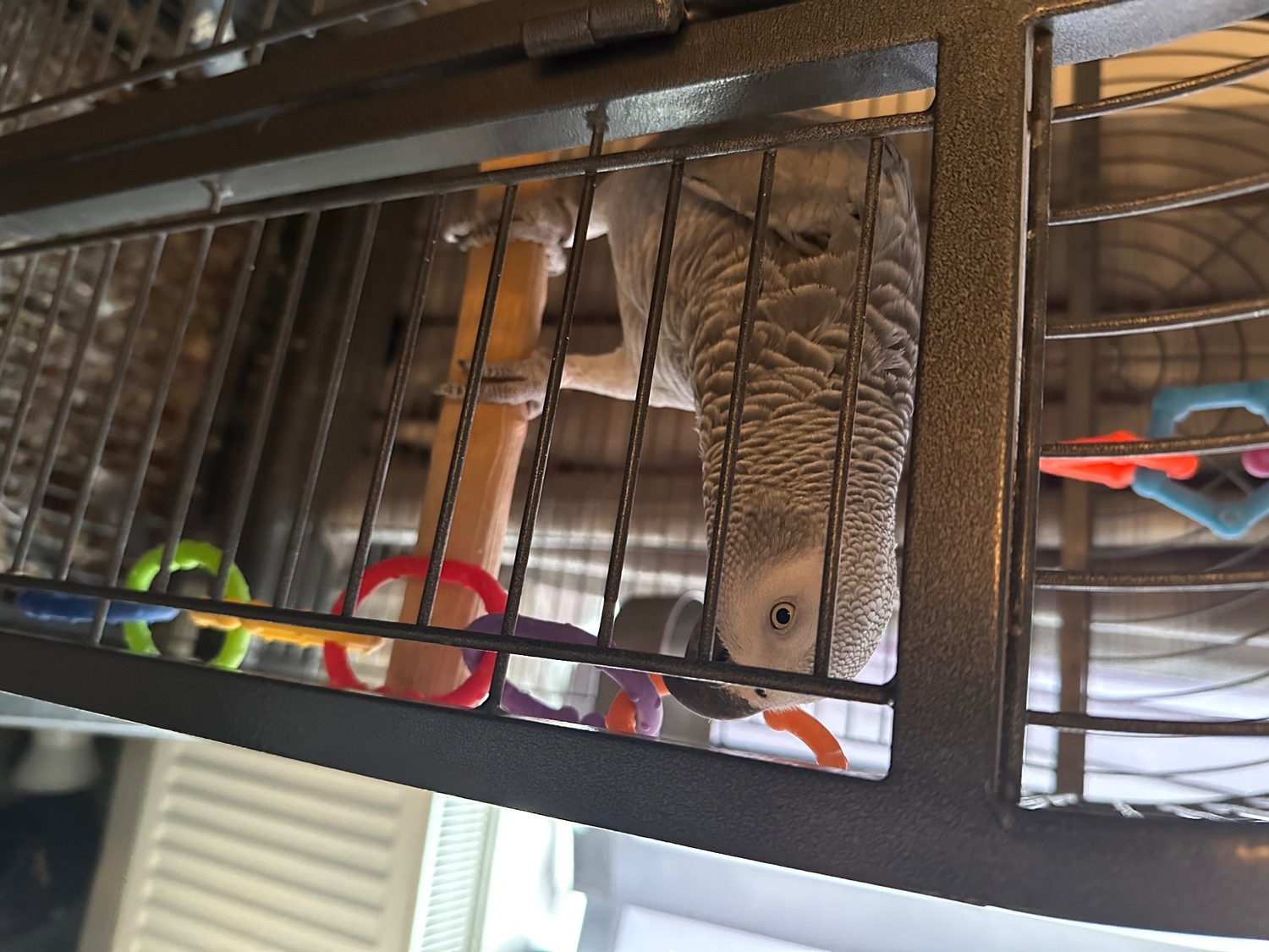 6yr old talking sweet baby girl  - African Greys