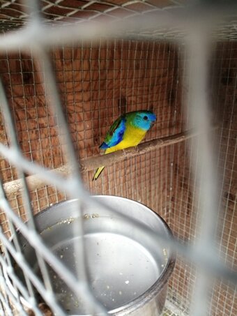 TURQUOSINE PARAKEETS FOR SALE