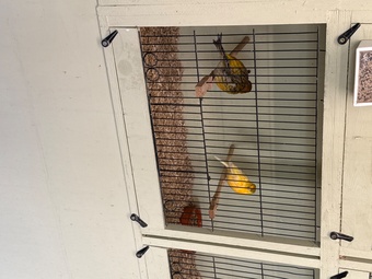 Breeding pair Fife canary