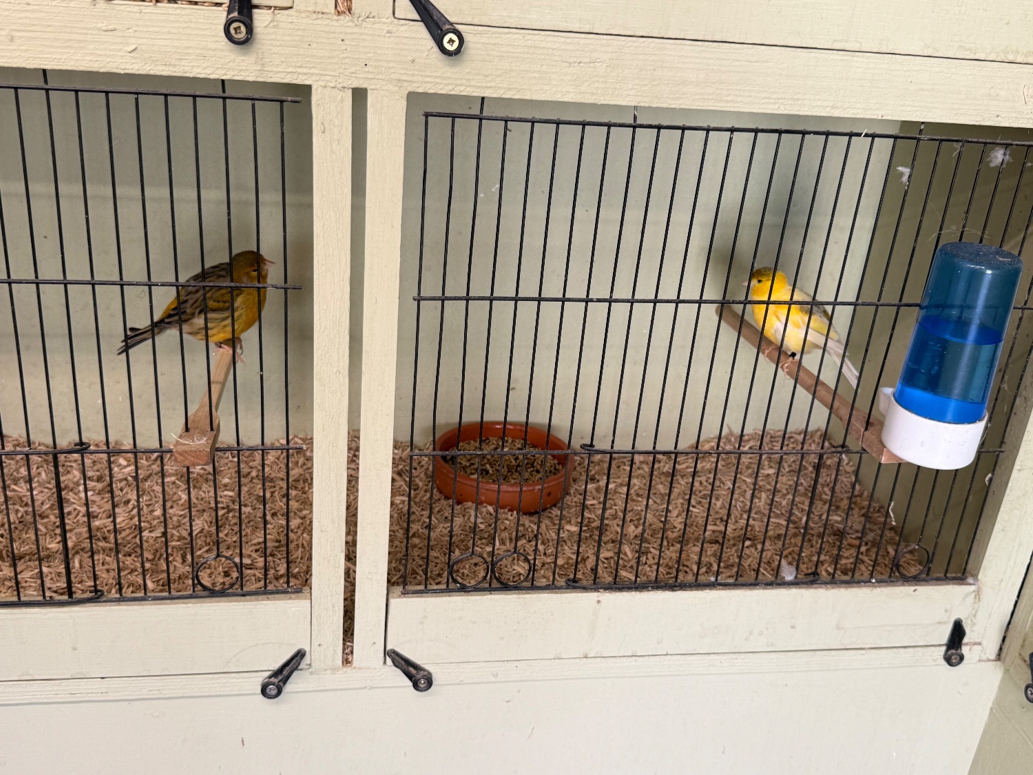 Canaries