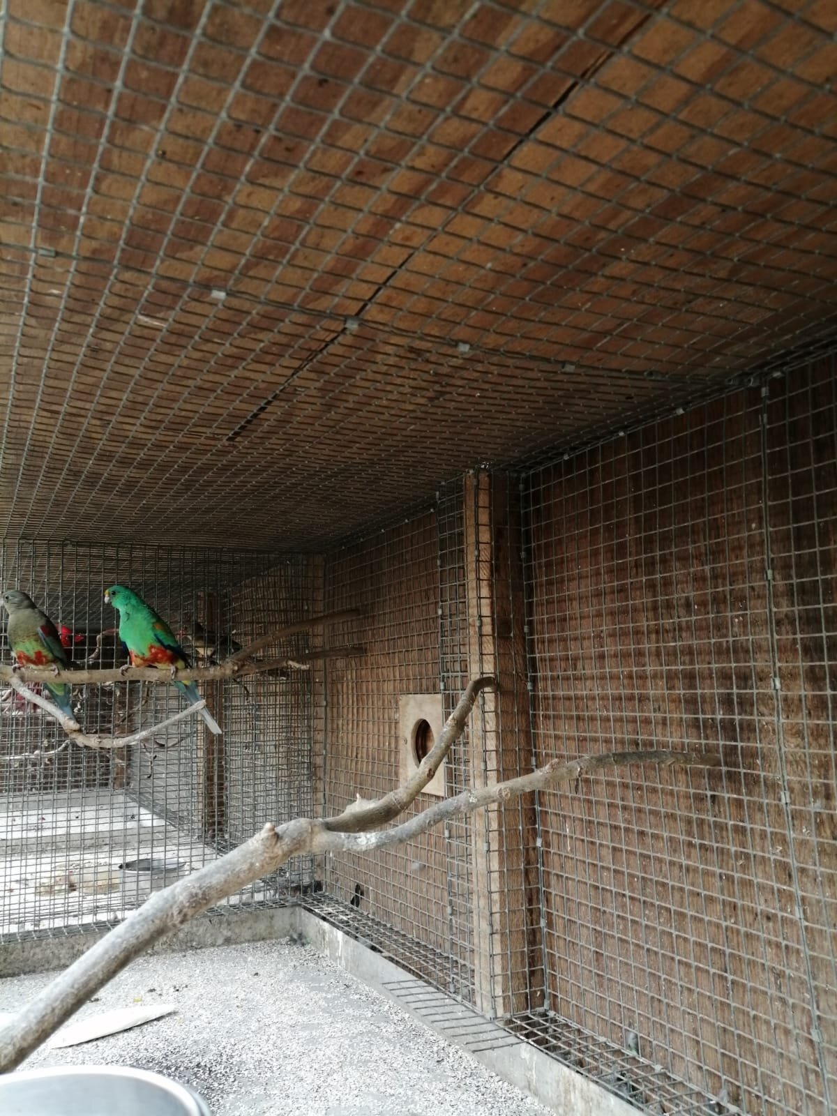 MANY COLOURED PARAKEETS in {LOCATION}