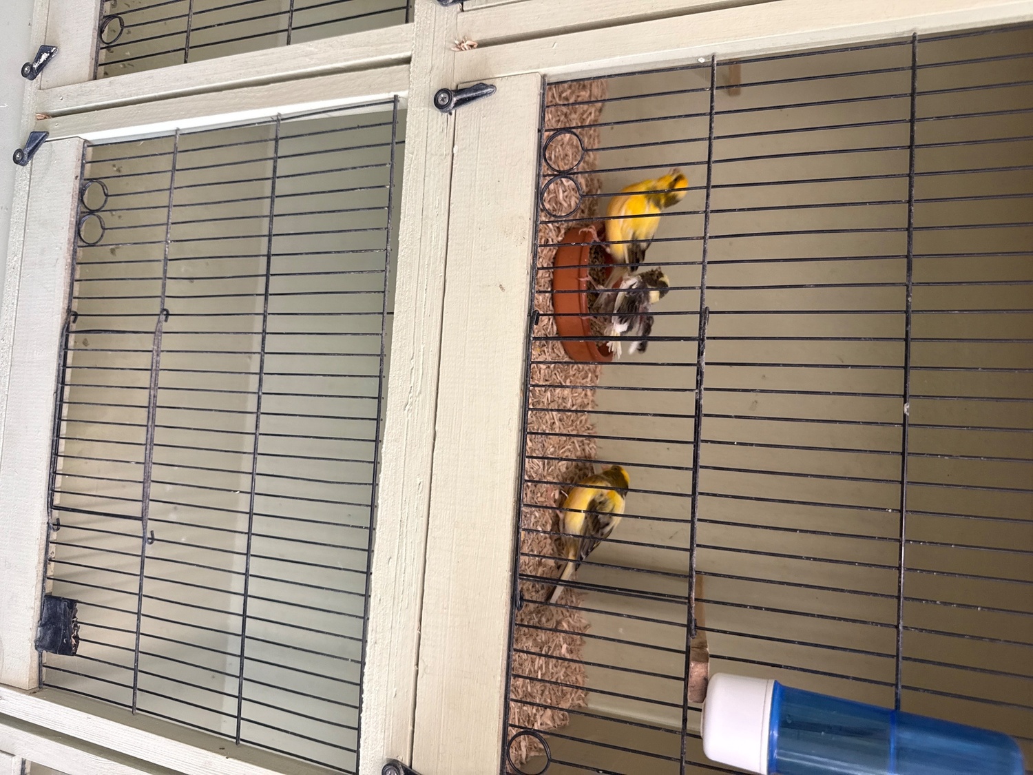 Breeding pair with baby  in {LOCATION}