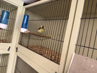 Fife canary babies x5 
