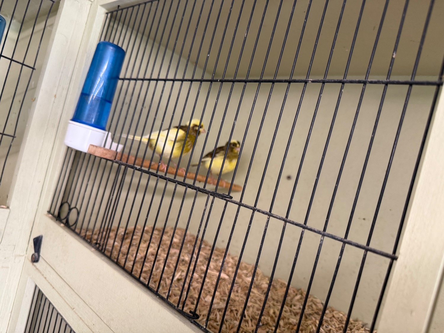 Canaries