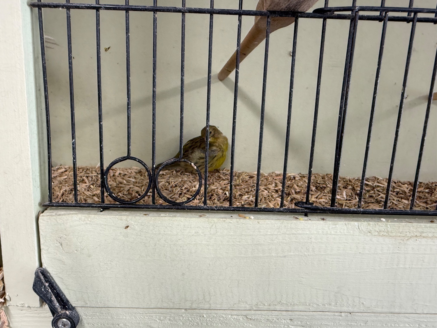 Canaries - {TYPE}