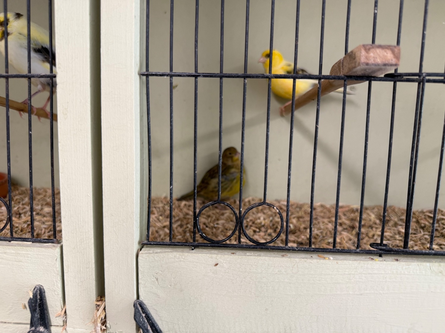Canaries - Fife canary babies x5 