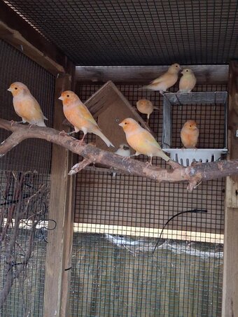 Mixed Irish/Fife Canaries