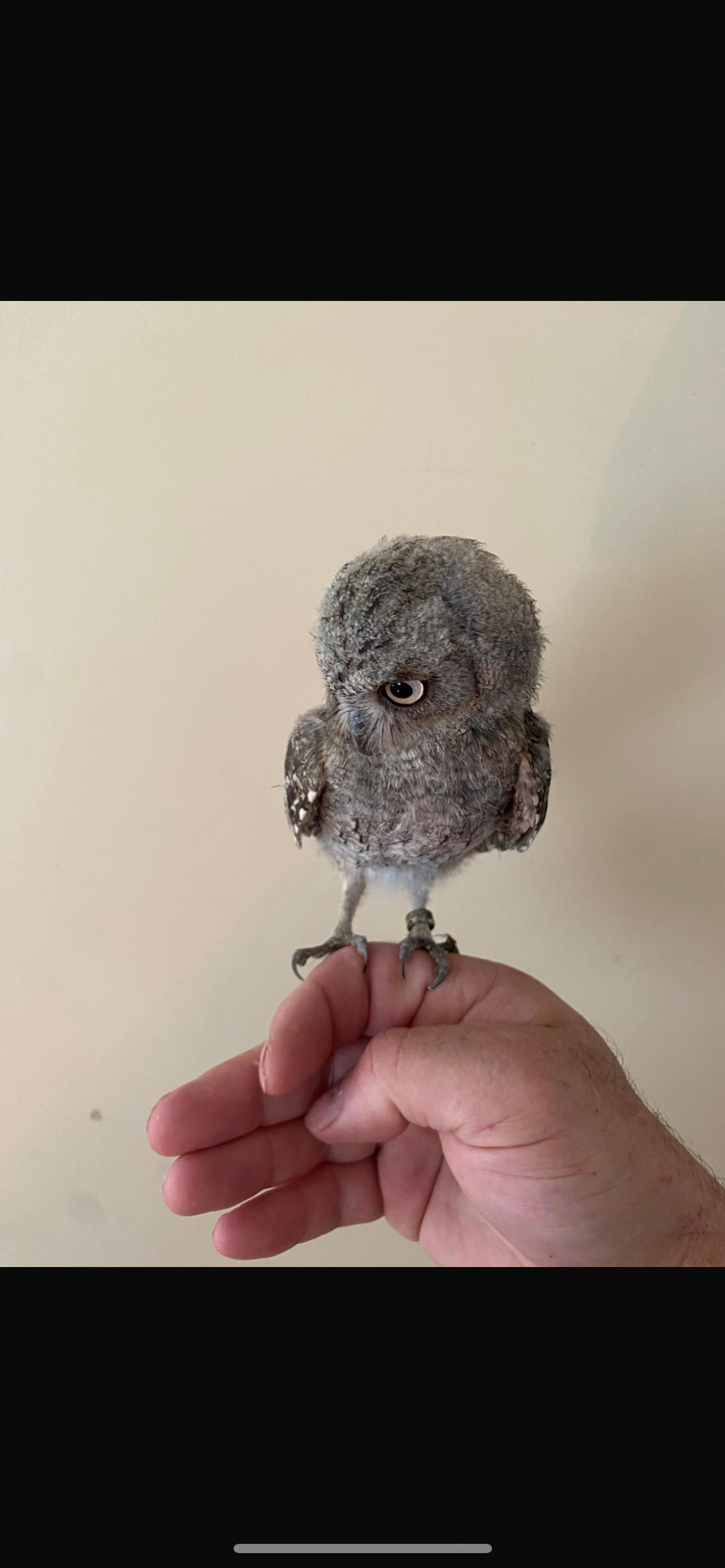 European scops proven birds and youngsters  in {LOCATION}