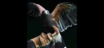 Male Harris Hawk wanted, Yorkshire based 