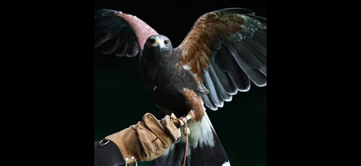 Male Harris Hawk wanted, Yorkshire based  in {LOCATION}