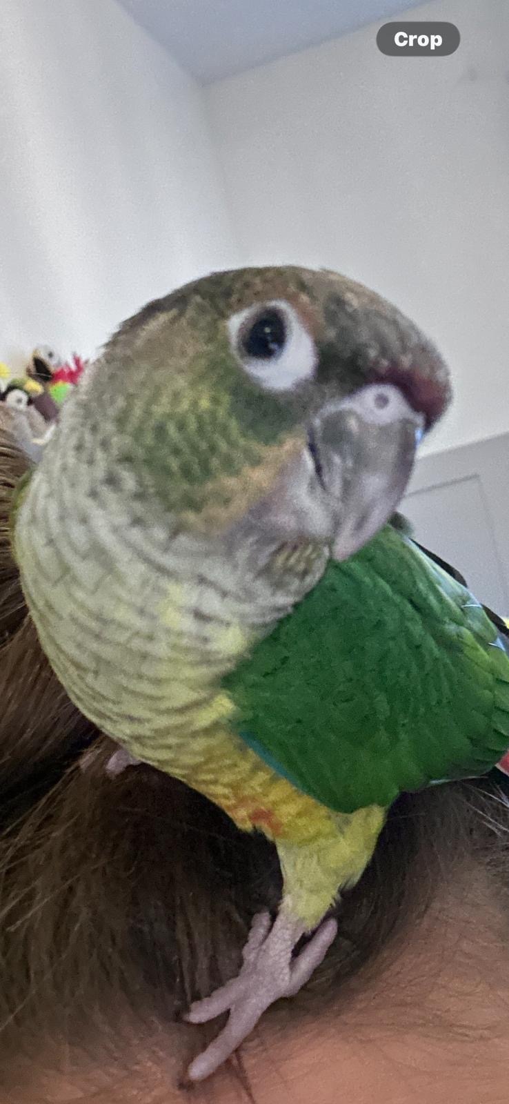7 month old beautiful little girl friendly and tame and had amazeing character in {LOCATION}