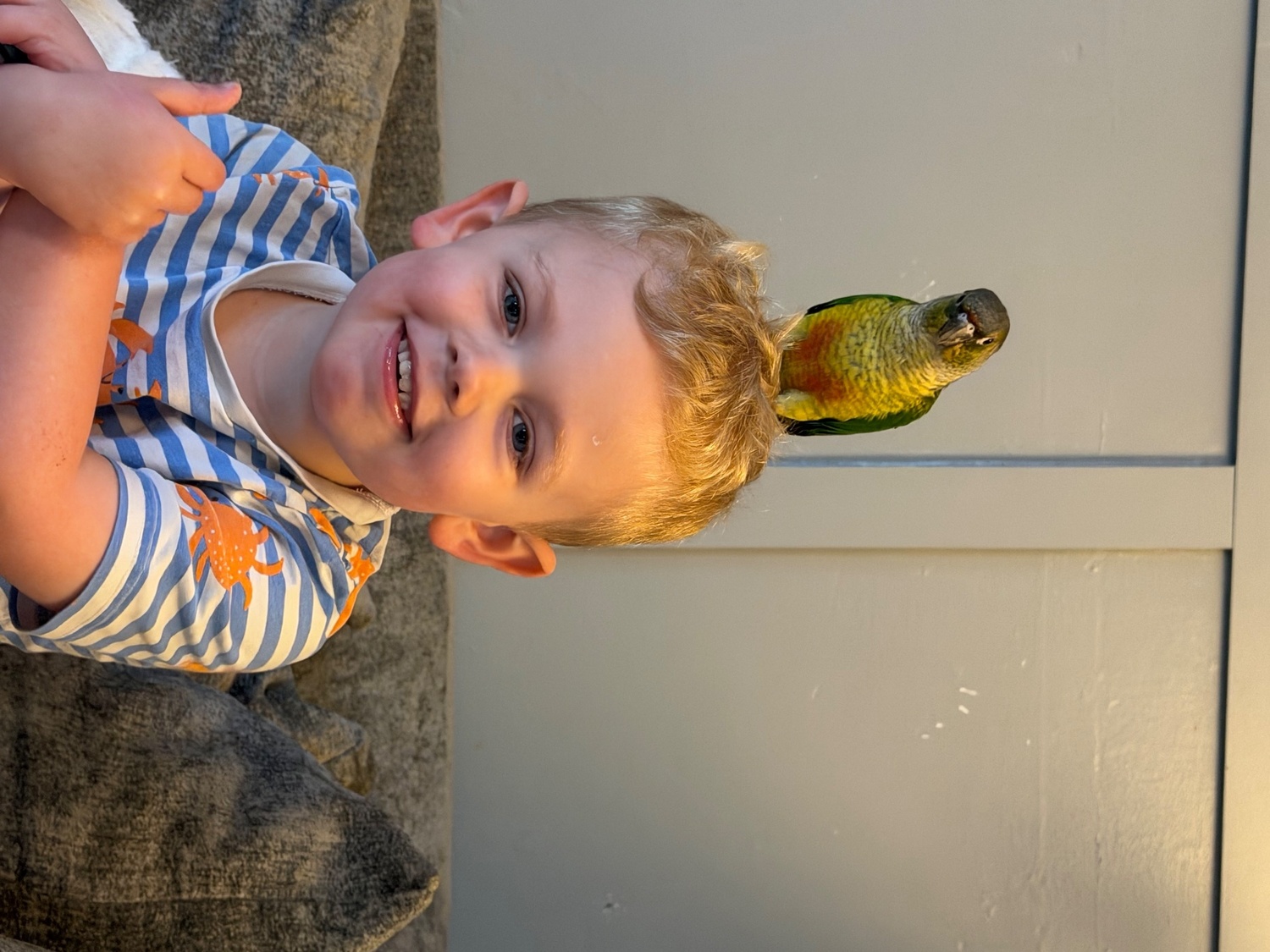 Conures