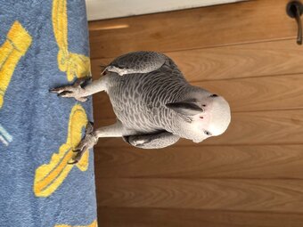Baby African grey parrot unsexed