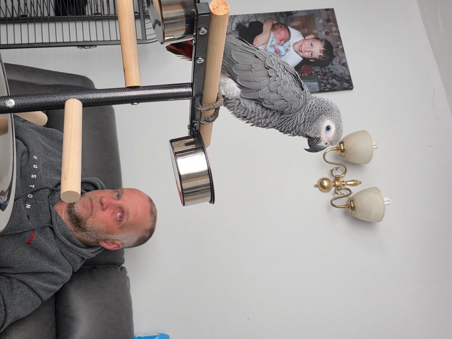 African Greys