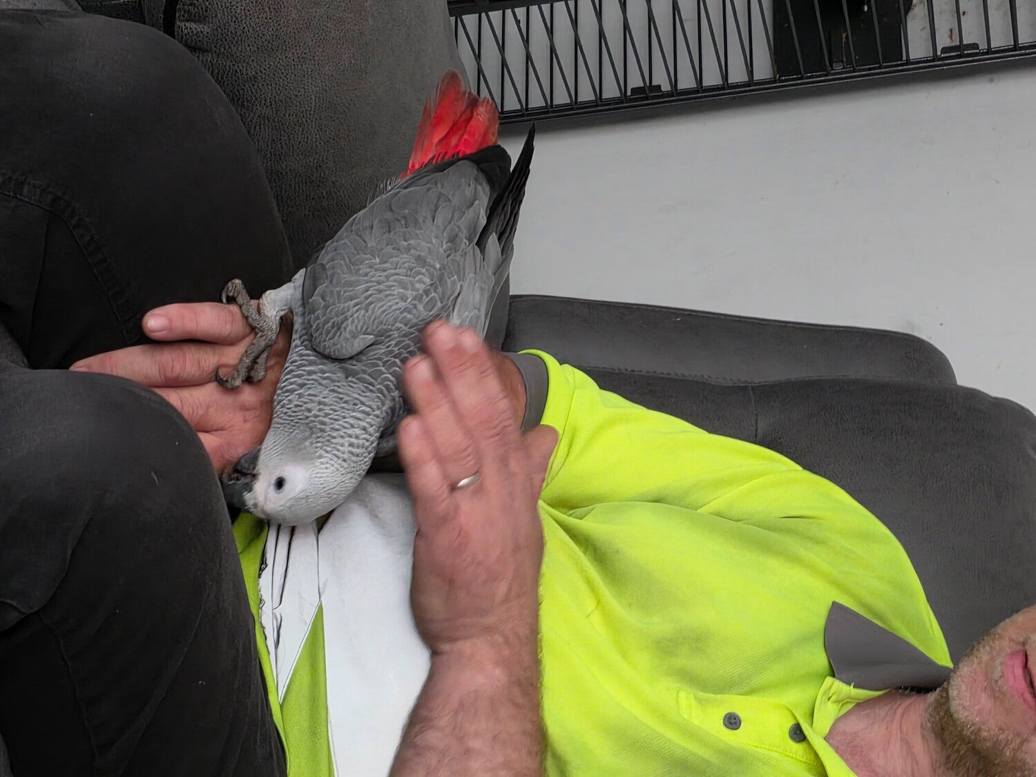 African Greys - {TYPE}