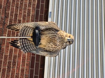 2026 female gyr x peregrine 