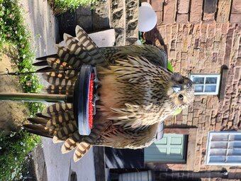 2026 female gyr x peregrine 