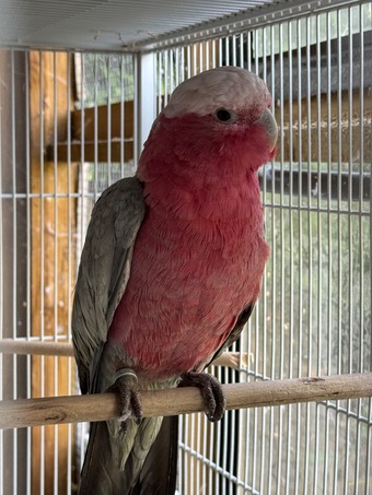 Female Galah for sale