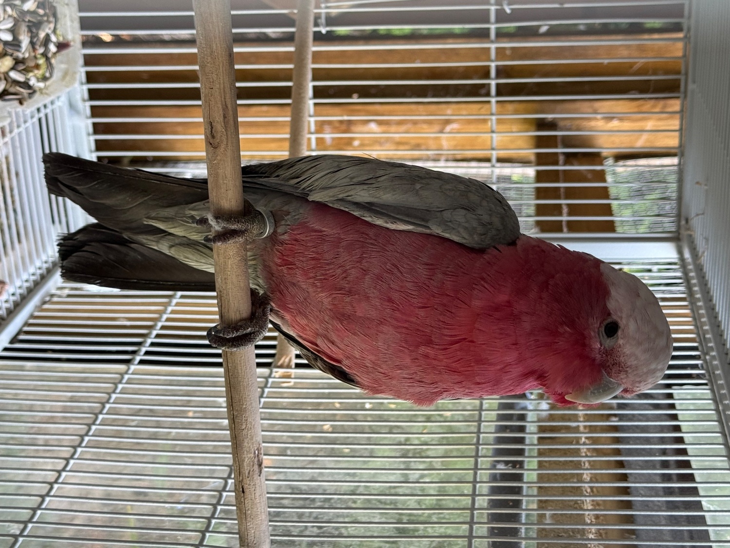Other Parrots