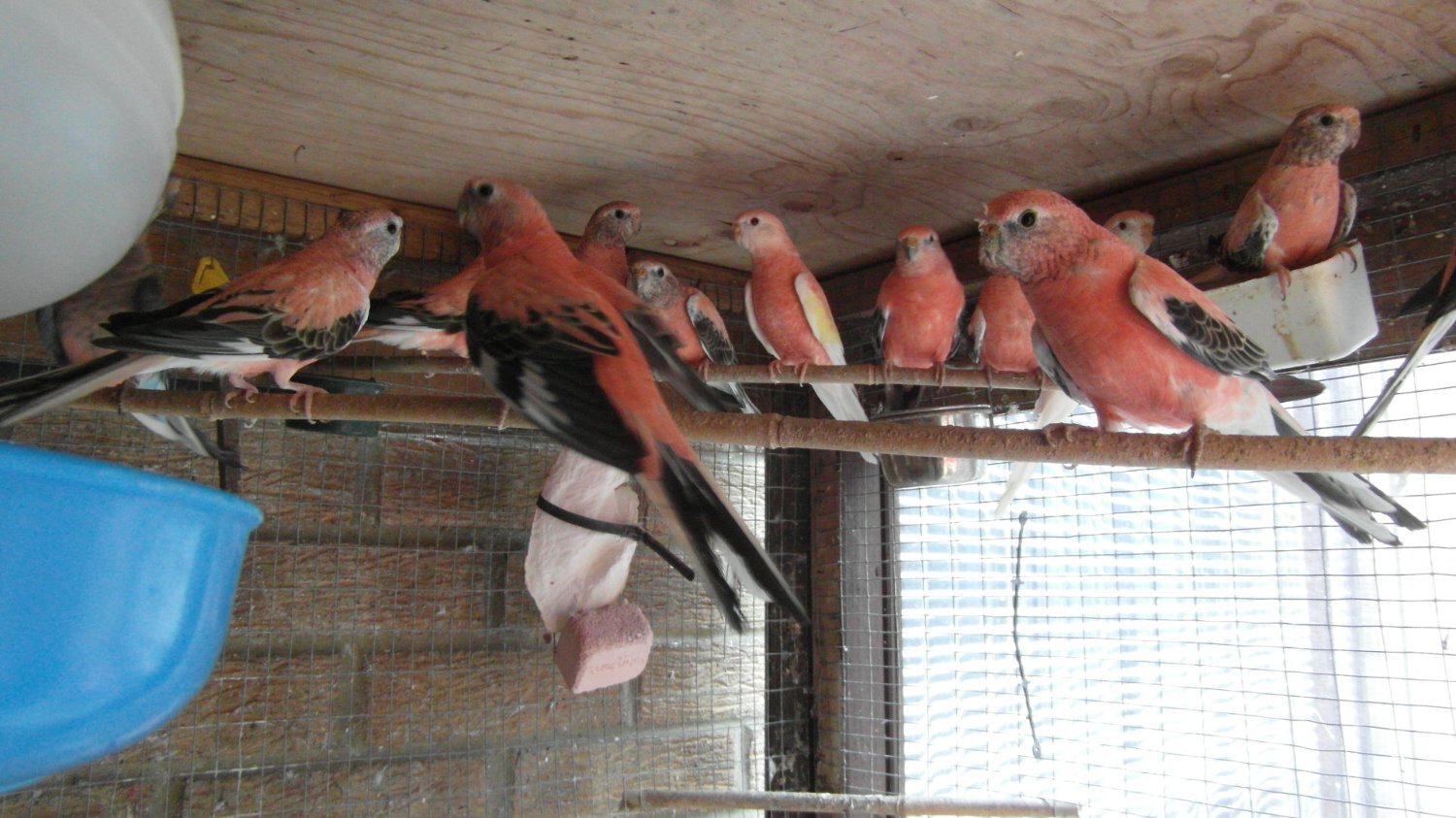 Parakeets