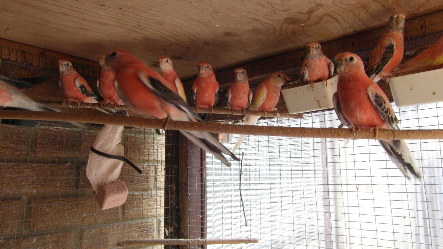 Parakeets - {TYPE}