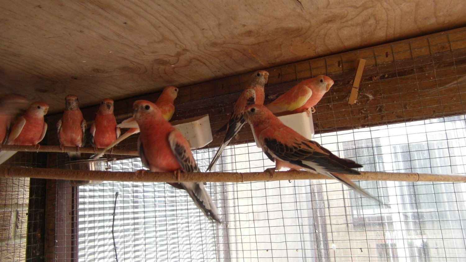 Parakeets - 14 Aviary Bred Bourkes Parkeets Super Condition Aged 2 - 8 years Old