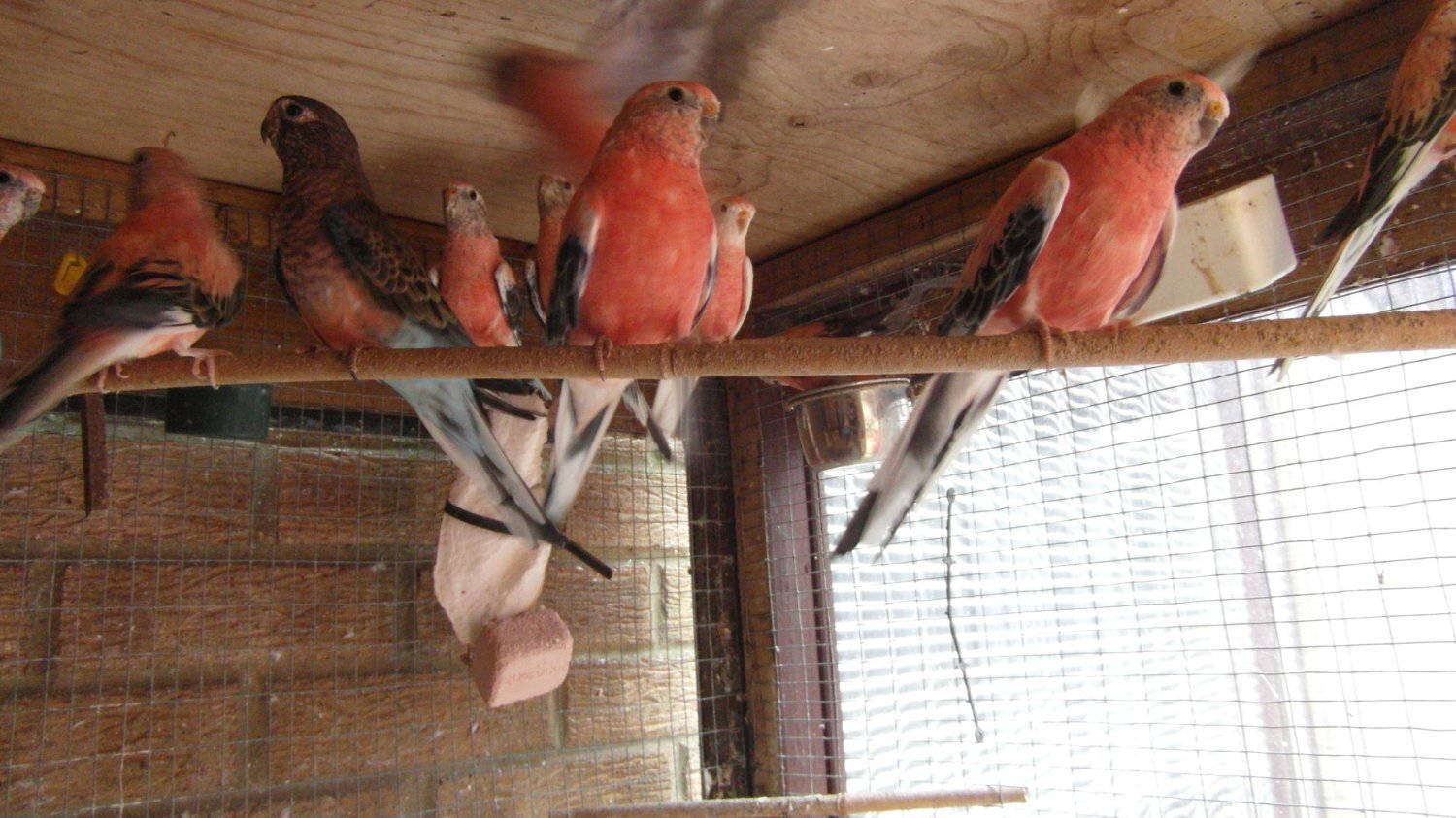 14 Aviary Bred Bourkes Parkeets Super Condition Aged 2 - 8 years Old - Parakeets