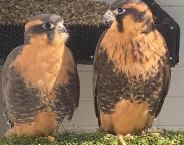 2023 bonded pair of aplomados  in {LOCATION}