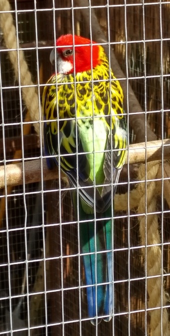 Pair of Rosellas for rehoming