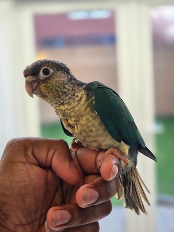 Handreared Turquoise Conures