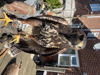 Golden eagle X Harris Hawk 