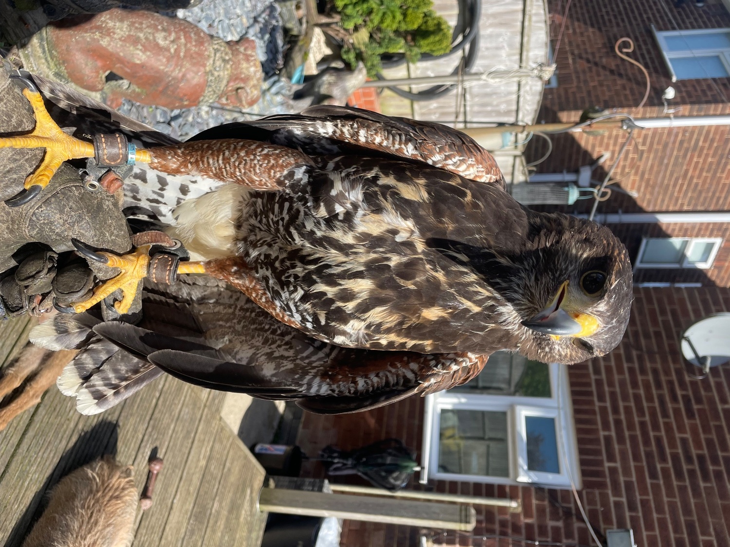 Golden eagle X Harris Hawk  in {LOCATION}