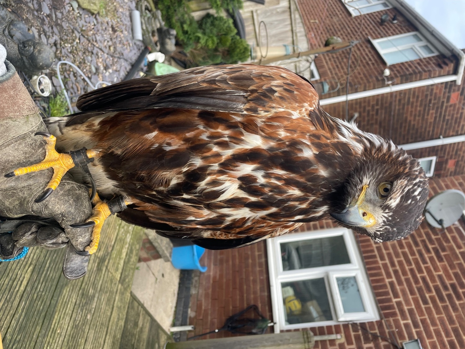 Hawks