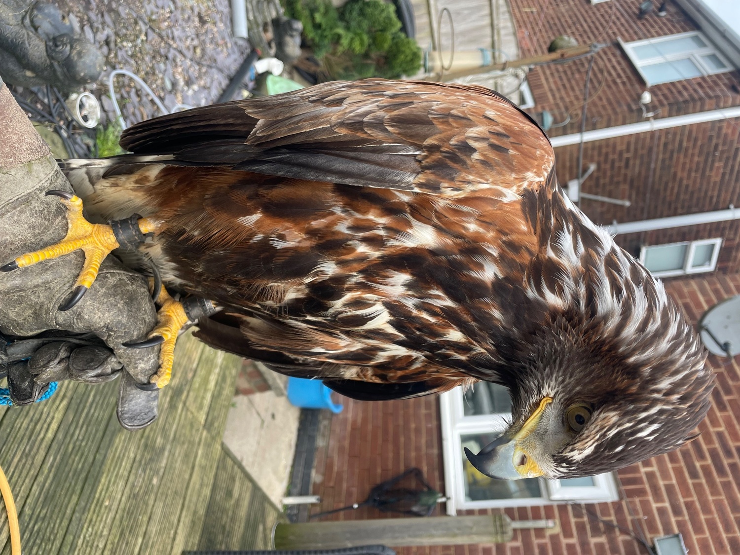 Hawks - {TYPE}