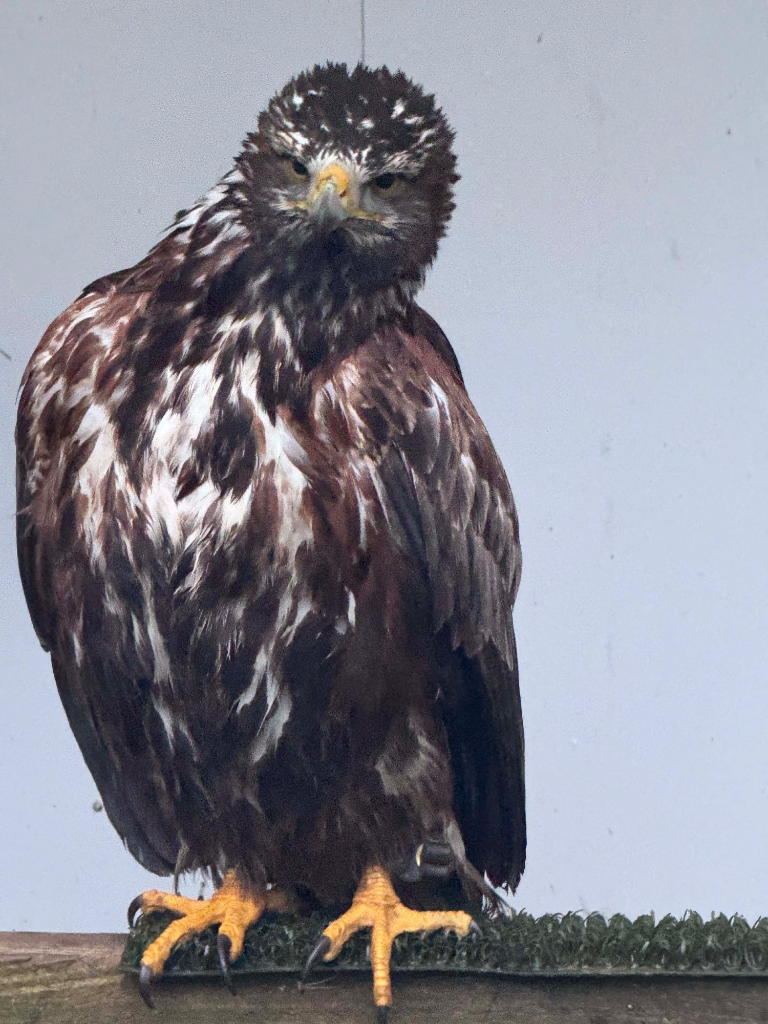 Hawks - Golden eagle X Harris Hawk 