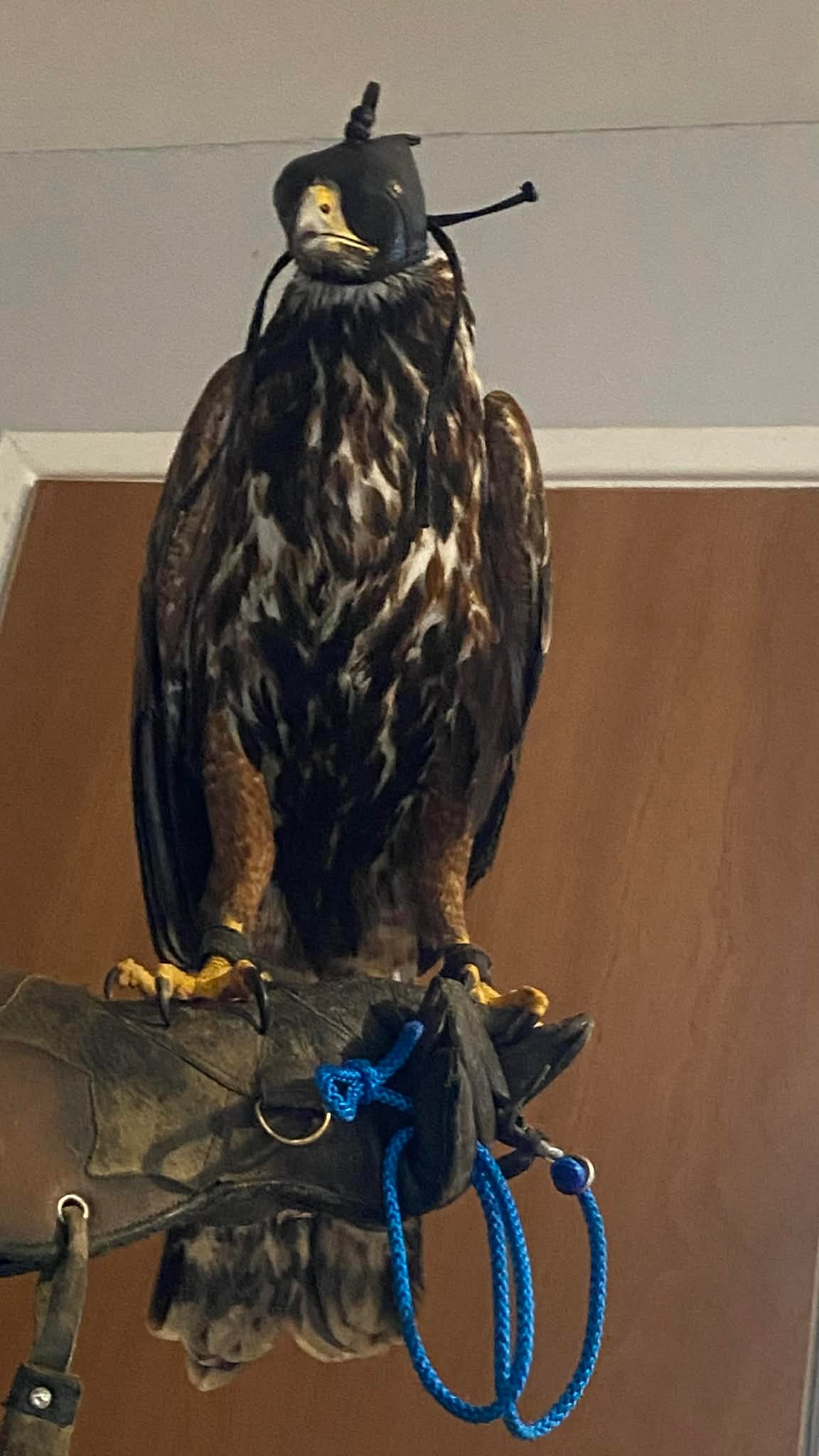 Golden eagle X Harris Hawk  - Hawks